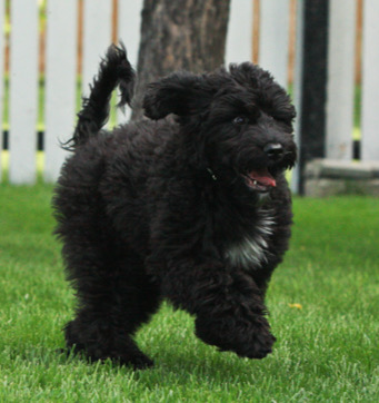 Holly Puppy Running W341